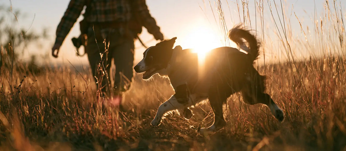 Dog wearing a hoodie walking with its owner through golden autumn grass at sunset, Petieer Fall/Winter 2026 collection.