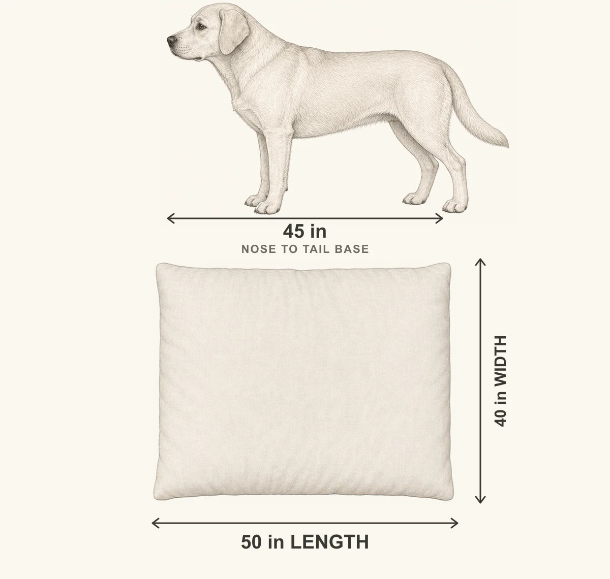 Large size guide showing a 45 inch Labrador Retriever above a plain top-view 50 by 40 inch pillow pet bed