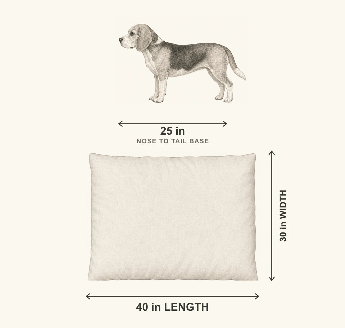 Medium size guide showing a 25 inch Beagle above a plain top-view 40 by 30 inch pillow pet bed