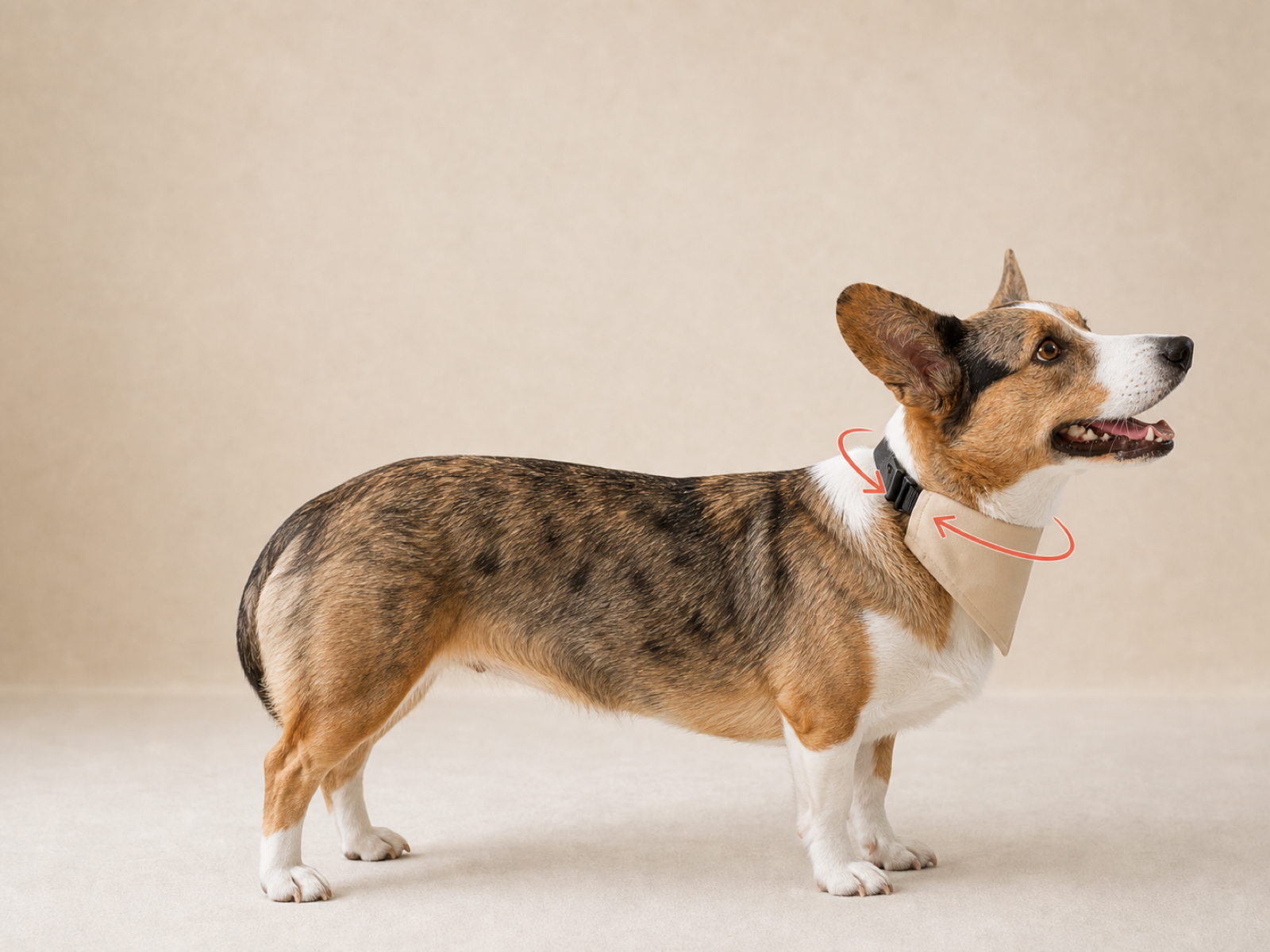 USA 250 - 'Liberty Requires Snacks' Pet Bandana bandana collar fit guide